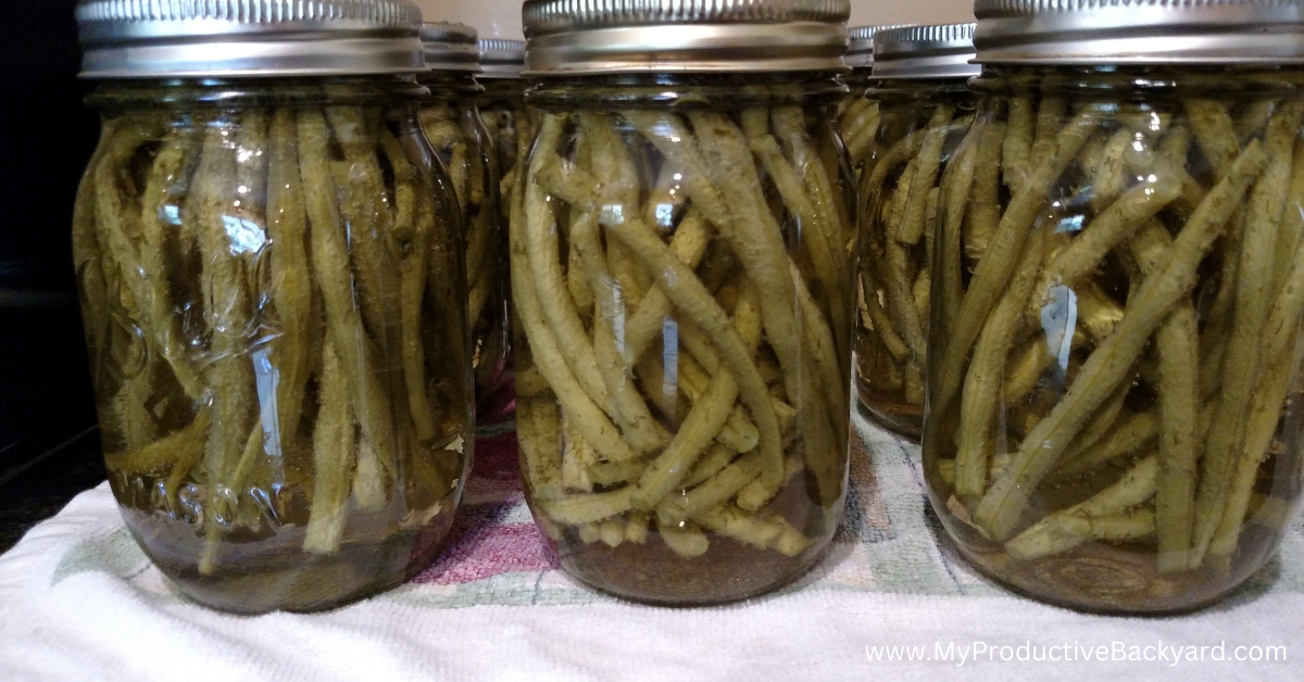 Pickled Inexperienced Beans – My Productive Yard